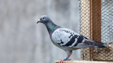 Getty Images Blue-check homing pigeon, also known as a racing pigeon