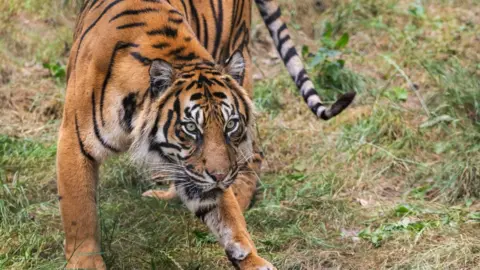 West Midlands Safari Park Sumatran tiger