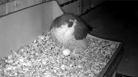 Salisbury Cathedral Peregrine falcon with egg