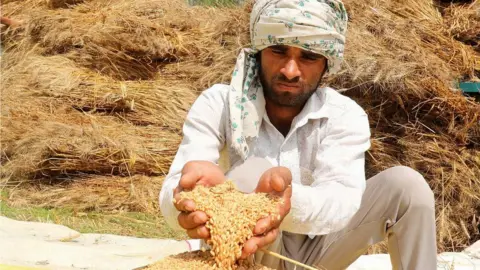 EPA Indian farmer holding wheat near Delhi