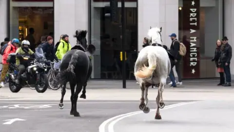A black and white horse run through the street in central London