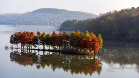 Future Publishing/Getty Images Metasequoia trees in China's Jiangsu Province
