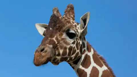 The head of a giraffe, with a large blue sky behind it. The giraffe is brown and cream in colour. 