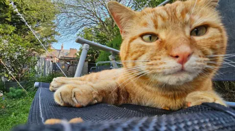 BBC Weather Watchers/CheeseAndPickleSandwich A close-up of a ginger cat while it is sat on a chair in a garden.