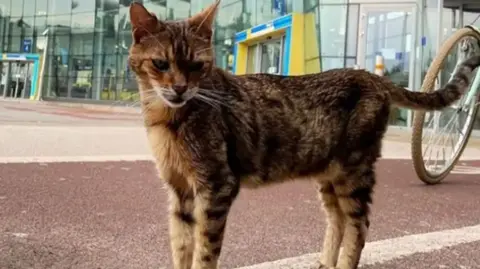 Paul the Bengal cat keeps watch outside Liverpool South Parkway station