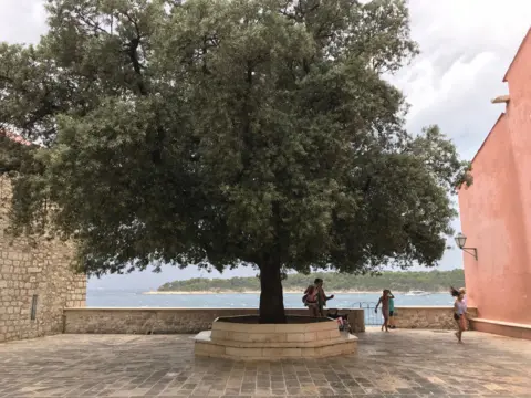 David Kabalin A Holm Oak with dense, dark green foliage stands in a paved courtyard near the sea, surrounded by historic stone and plaster buildings. A circular bench surrounds its trunk, while people walk and relax in the shaded area with a view of the water.