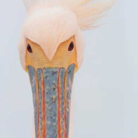 Joshua Kneale/PA Media Joshua Kneale's picture Meet Bill