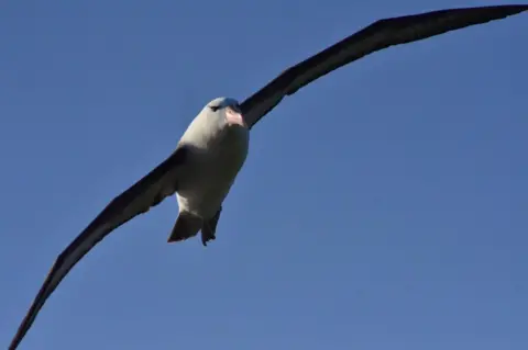 Poppy Rummery Albatross