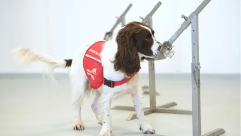 Medical Detection Dogs A medical detection dog