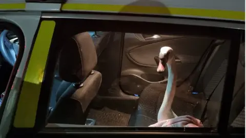 Devon and Cornwall Police Swan in police car