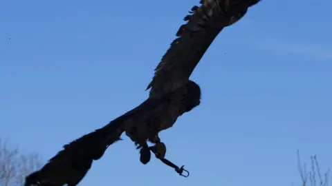 RSPCA Eagle owl