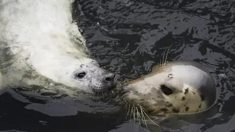 Manx Wildlife Trust  Seal and calf