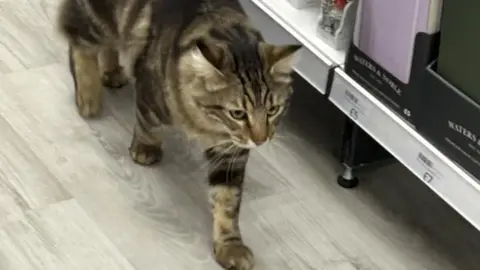 Jane Waring Willow walking in Dunelm