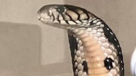 Venomous Cobra in Plane Forces South African Pilot to Make