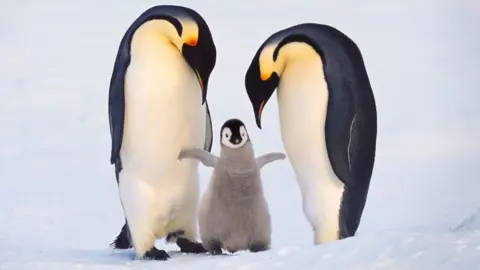 Science Photo Library Emperor penguins at the Halley Bay colony in the Weddell Sea have failed to raise chicks for the last three years