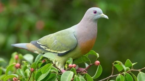 The pastel rainbow pigeon and some of world's most beautiful birds - CBBC  Newsround