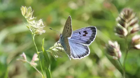 Royal Entemological Society The Large blue has been recorded on around 40 sites in England