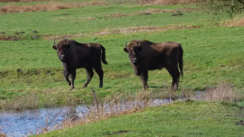 Kent Wildlife Trust Ancient steppe bison once roamed Britain