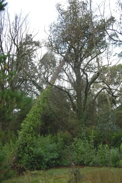 RBGE Scots Pine