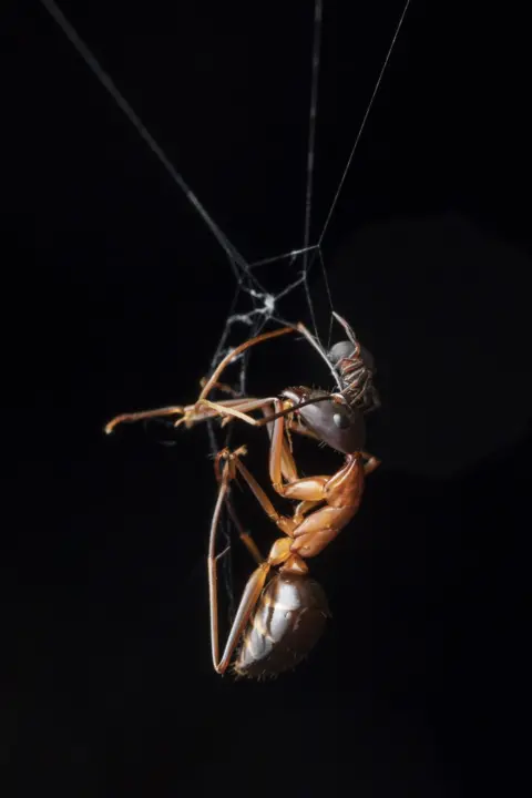 Roberto Garcia Roa A spider with an ant in a web