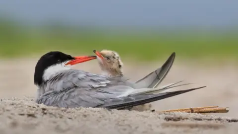 Getty Images A Common Tern parent in the nest with new-born chick