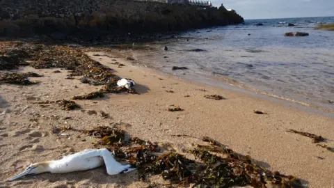 Susan Davies  Dead gannets in North Berwick