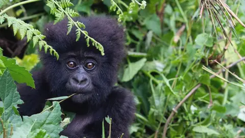 Getty Images Gorilla