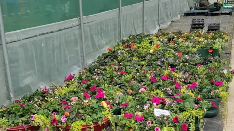 Crewkerne in Bloom hanging baskets on the floor of a polytunnel