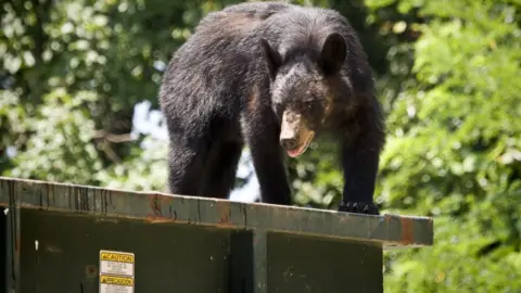 Getty Images A black bear in a dumpster