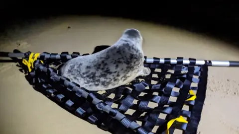 Dan Goldsmith/Marine and Wildlife Rescue Seal at beach