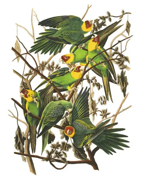 SPL Carolina parakeets