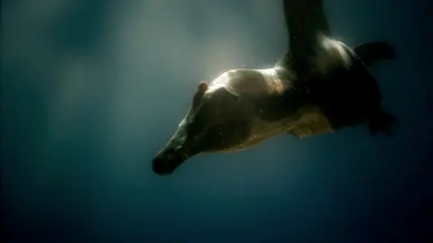 A Spinosaurus dinosaur swims underwater