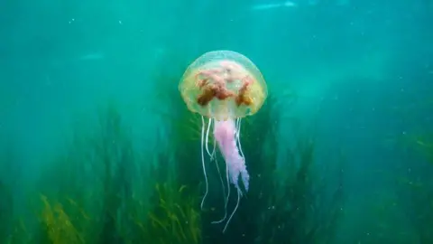 A jellyfish underwater, with kelp in the background