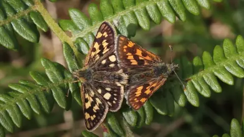 Butterfly Conservation chequered skipper