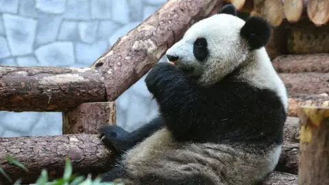 Reuters Panda bear
