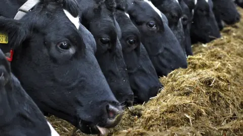 Alan Hopps/Getty Holstein dairy cows