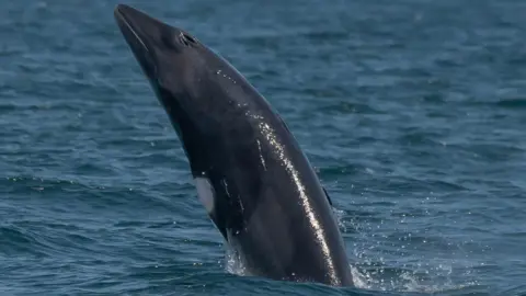 Steve Shipley A minke whale jumping out of the water