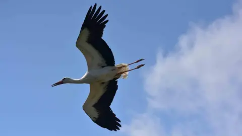 Wild Zoological Park White stork