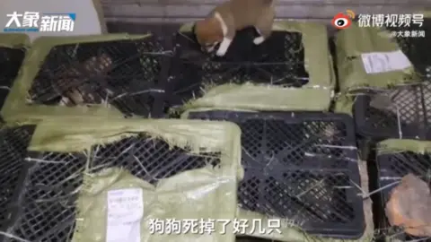 Elephant News/Weibo Animals pictured inside boxes