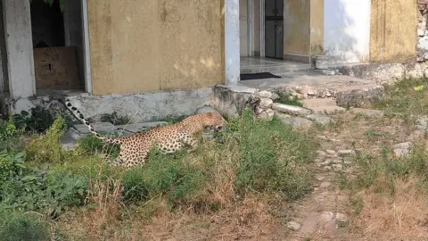 Getty Images A leopard that had strayed into a house in Milap Nagar colony moves towards a neighbouring building, on November 7, 2015 in Jaipur, India.