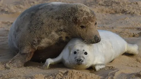 PA Seal pup and mother at Horsey beach, Norfolk