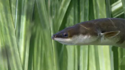 Thinkstock The European eel is classed as critically endangered
