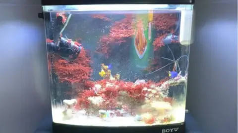 Cascade News The fish tank