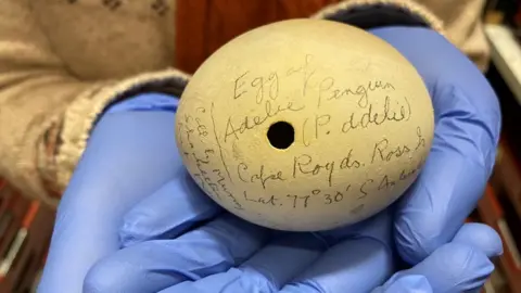 Leeds Museum The Adelie penguin egg