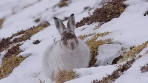 mountain hare