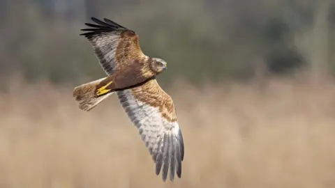 Adrian Langdon Marsh harrier flying