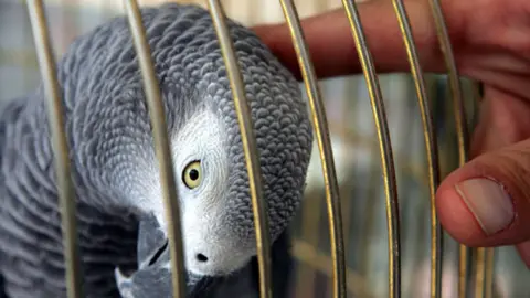Getty Images African Grey parrot in a cage
