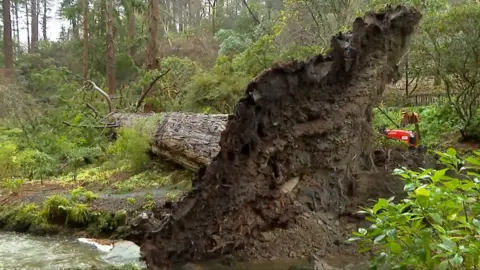 Among the losses were a 140-year-old Redwood and hybrid rhododendrons