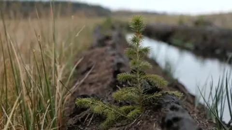 BBC Conifer planted on peatland