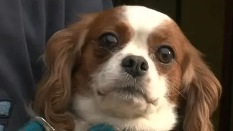 BBC One of the dogs removed from the centre